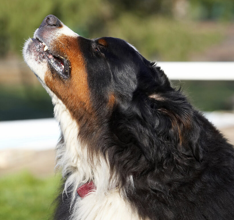 Animal, Animals, Bernese, Butter, Canine, Canines, Dog, Dogs, Land Mammal, Land Mammals, Mountain, Murphy, Peanut, Play, Playing, Playtime, Terrestrial Mammal, Terrestrial Mammals