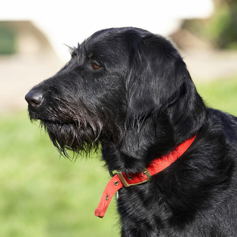 Animal, Animals, Canine, Canines, Dog, Dogs, Fizz, Labradoodle, Land Mammal, Land Mammals, Play, Playing, Profile, Terrestrial Mammal, Terrestrial Mammals