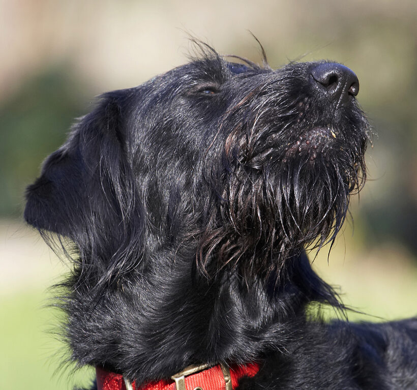 Animal, Animals, Butter, Canine, Canines, Dog, Dogs, Fizz, Labradoodle, Land Mammal, Land Mammals, Peanut, Play, Playing, Terrestrial Mammal, Terrestrial Mammals