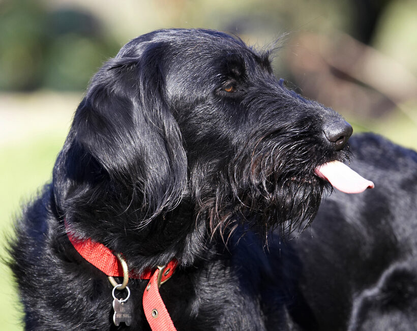 Animal, Animals, Butter, Canine, Canines, Dog, Dogs, Fizz, Labradoodle, Land Mammal, Land Mammals, Peanut, Play, Playing, Terrestrial Mammal, Terrestrial Mammals, Tongue