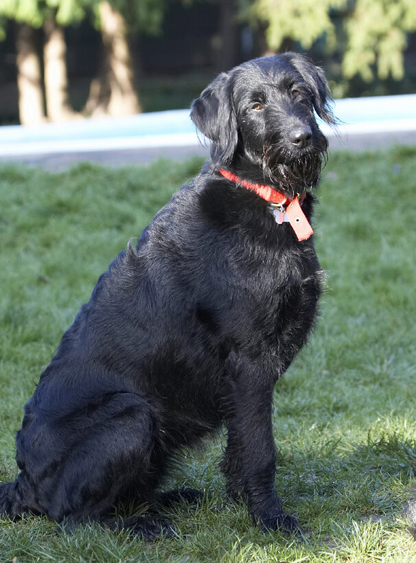 Animal, Animals, Canine, Canines, Dog, Dogs, Fizz, Labradoodle, Land Mammal, Land Mammals, Play, Playing, Sit, Sitting, Terrestrial Mammal, Terrestrial Mammals