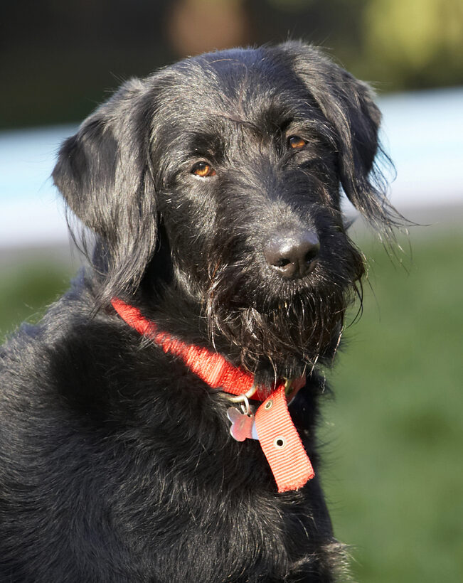 Animal, Animals, Canine, Canines, Dog, Dogs, Fizz, Labradoodle, Land Mammal, Land Mammals, Play, Playing, Terrestrial Mammal, Terrestrial Mammals