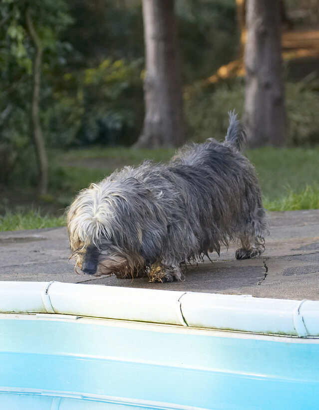 Animal, Animals, Canine, Canines, Daschund, Daschunds, Dog, Dogs, Dudley, Land Mammal, Land Mammals, Miniature, Play, Playing, Playtime, Pool, Swimming, Terrestrial Mammal, Terrestrial Mammals, Wirehaired