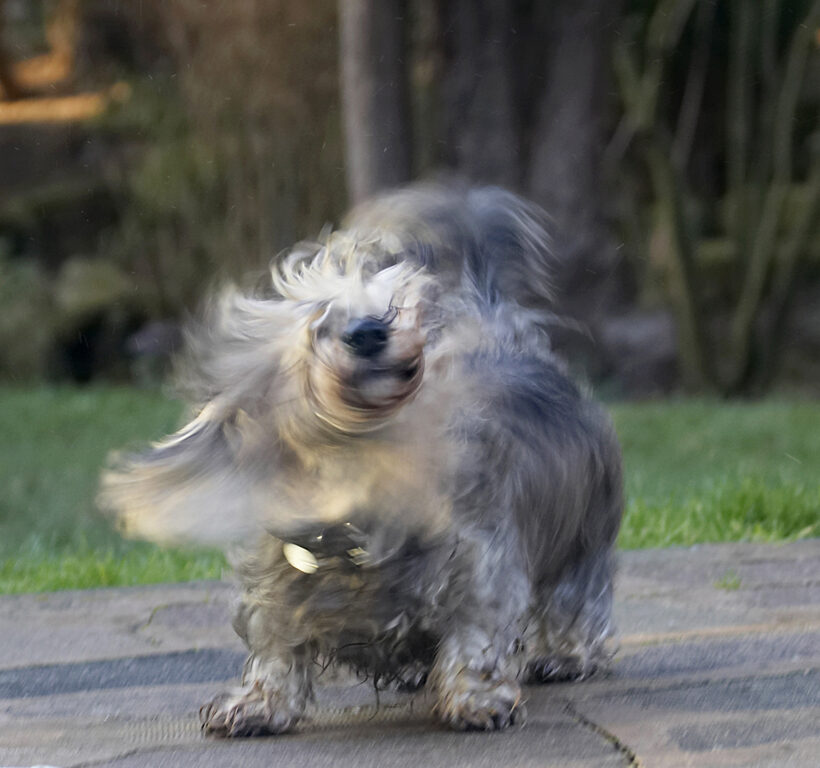 Animal, Animals, Canine, Canines, Daschund, Daschunds, Dog, Dogs, Dudley, Land Mammal, Land Mammals, Miniature, Play, Playing, Playtime, Shake, Shaking, Terrestrial Mammal, Terrestrial Mammals, Wirehaired