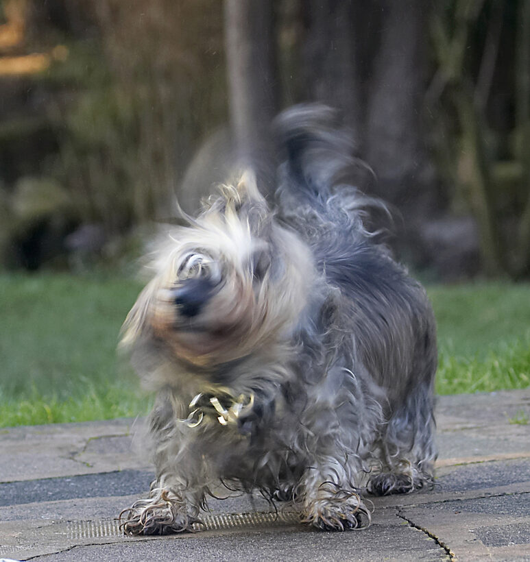 Animal, Animals, Canine, Canines, Daschund, Daschunds, Dog, Dogs, Dudley, Land Mammal, Land Mammals, Miniature, Play, Playing, Playtime, Shake, Shaking, Terrestrial Mammal, Terrestrial Mammals, Wirehaired