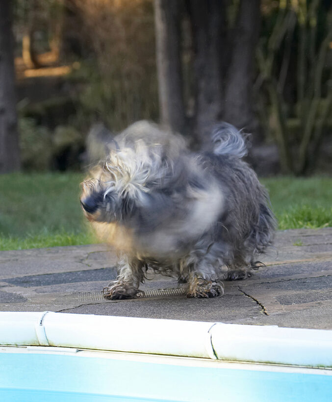 Animal, Animals, Canine, Canines, Daschund, Daschunds, Dog, Dogs, Dudley, Land Mammal, Land Mammals, Miniature, Play, Playing, Playtime, Shake, Shaking, Terrestrial Mammal, Terrestrial Mammals, Wirehaired