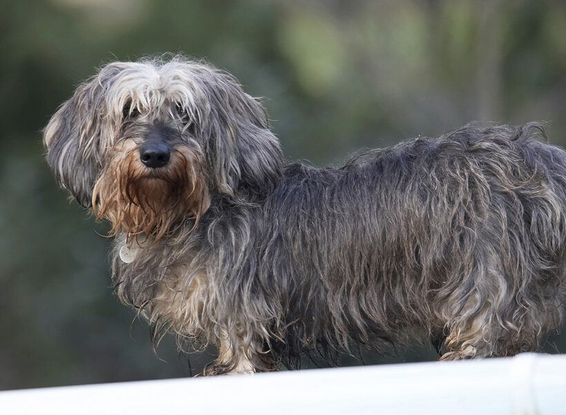 Animal, Animals, Canine, Canines, Daschund, Daschunds, Dog, Dogs, Dudley, Land Mammal, Land Mammals, Miniature, Play, Playing, Playtime, Terrestrial Mammal, Terrestrial Mammals, Wirehaired