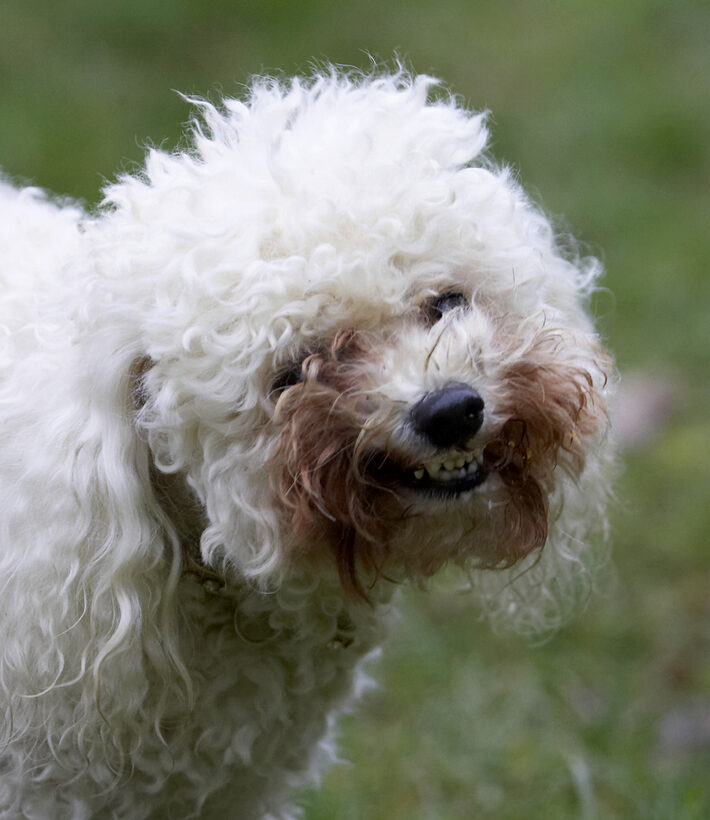 Animal, Animals, Bichon frise, Canine, Canines, Dog, Dogs, Land Mammal, Land Mammals, Morgan, Play, Playing, Playtime, Terrestrial Mammal, Terrestrial Mammals