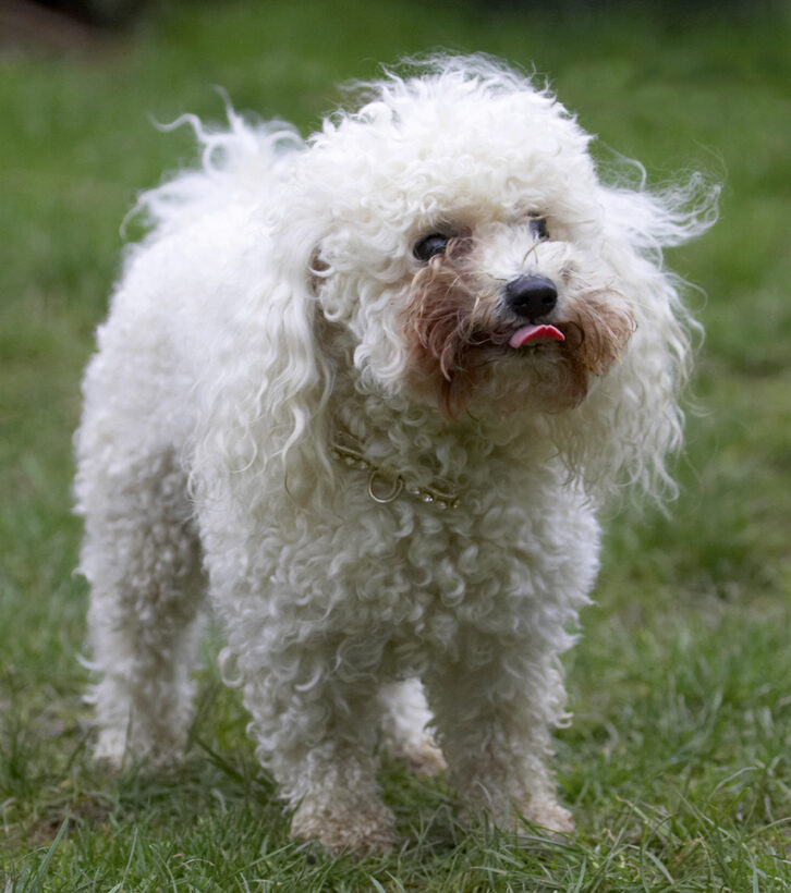 Animal, Animals, Bichon frise, Butter, Canine, Canines, Dog, Dogs, Land Mammal, Land Mammals, Morgan, Peanut, Play, Playing, Playtime, Terrestrial Mammal, Terrestrial Mammals, Tongue