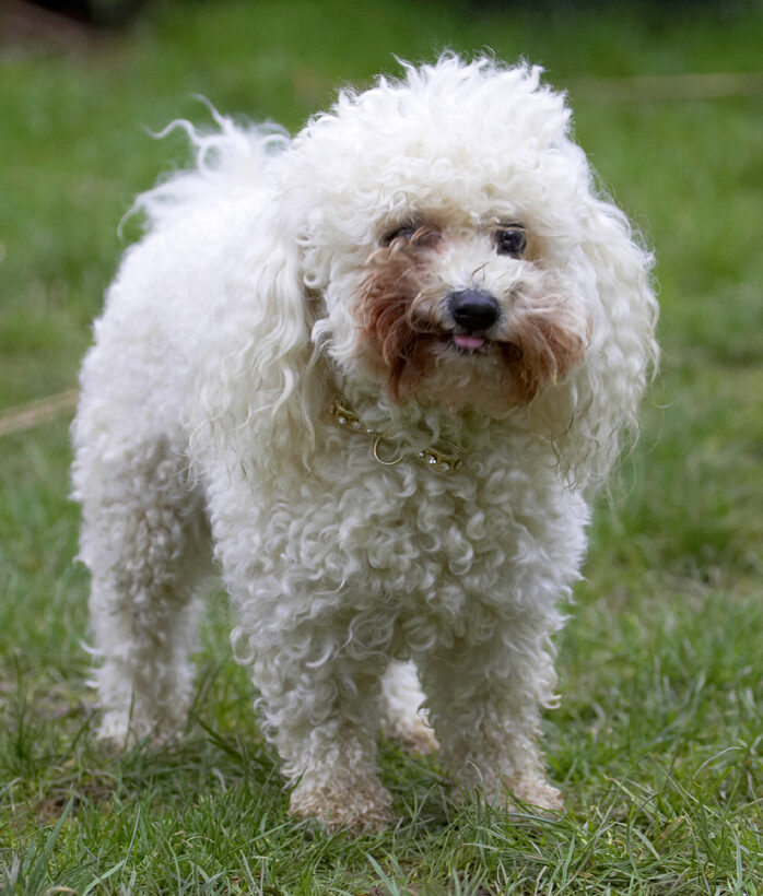 Animal, Animals, Bichon frise, Butter, Canine, Canines, Dog, Dogs, Land Mammal, Land Mammals, Morgan, Peanut, Play, Playing, Playtime, Terrestrial Mammal, Terrestrial Mammals, Tongue