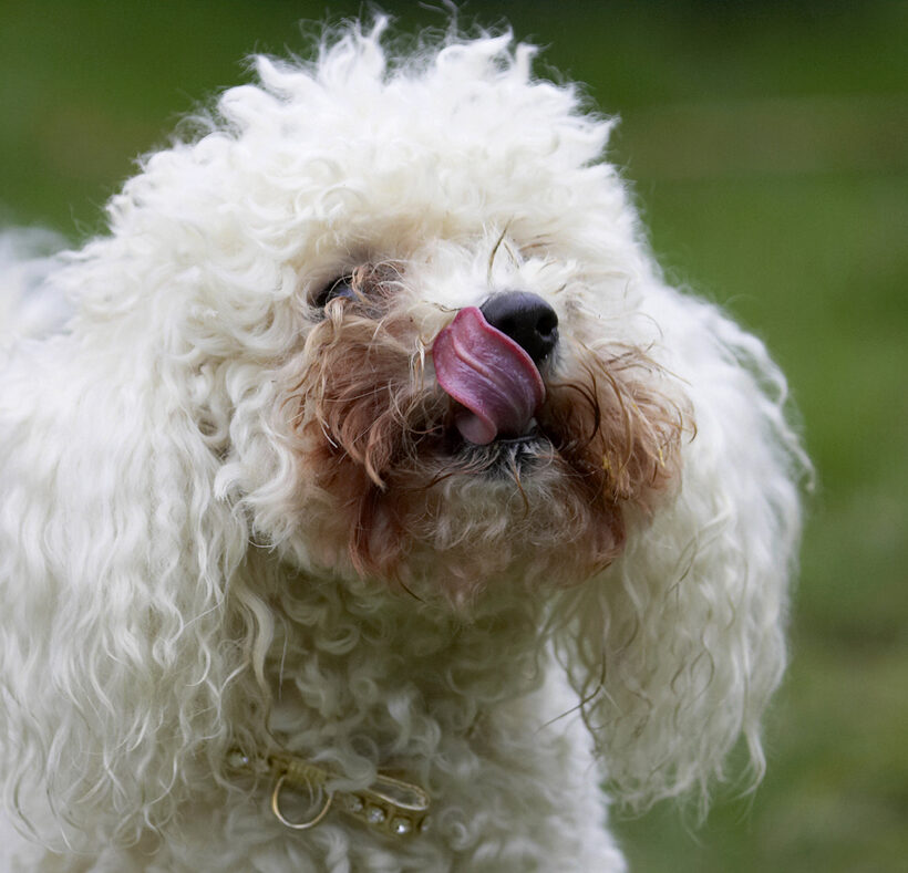 Animal, Animals, Bichon frise, Butter, Canine, Canines, Dog, Dogs, Land Mammal, Land Mammals, Morgan, Peanut, Play, Playing, Playtime, Terrestrial Mammal, Terrestrial Mammals, Tongue