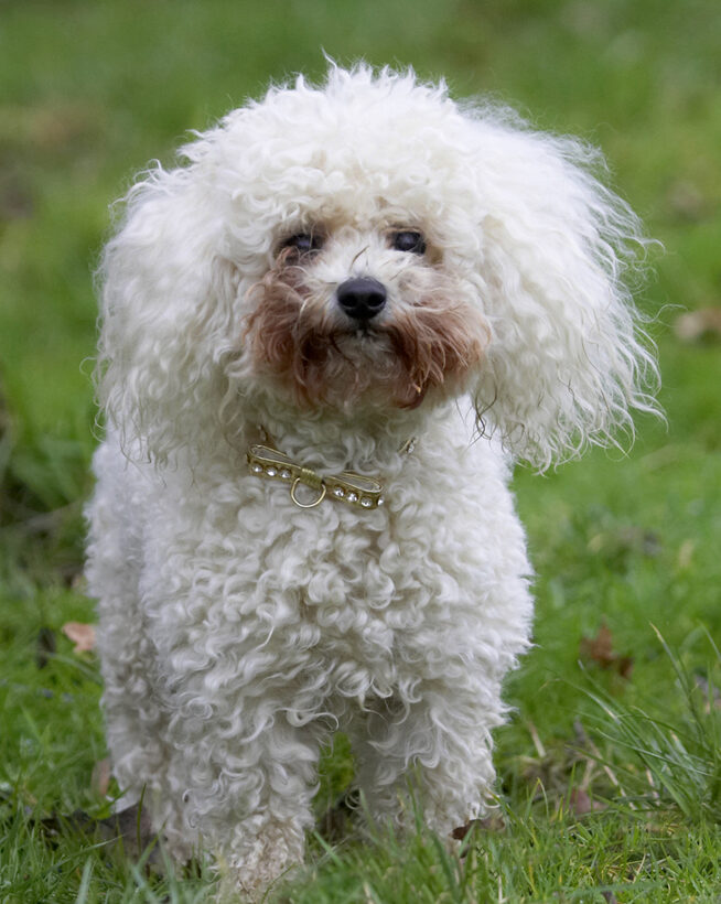 Animal, Animals, Bichon frise, Canine, Canines, Dog, Dogs, Land Mammal, Land Mammals, Morgan, Play, Playing, Playtime, Terrestrial Mammal, Terrestrial Mammals