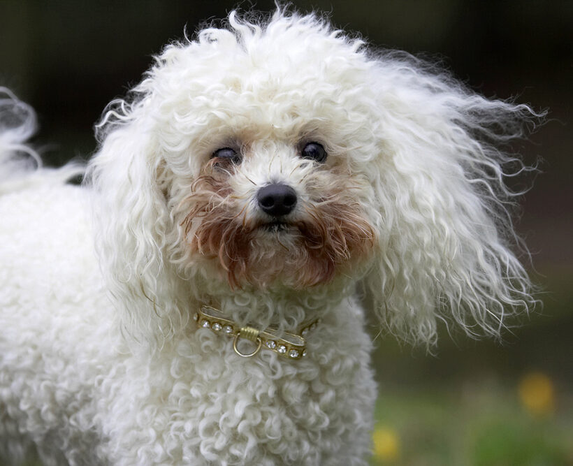 Animal, Animals, Bichon frise, Canine, Canines, Dog, Dogs, Land Mammal, Land Mammals, Morgan, Play, Playing, Playtime, Terrestrial Mammal, Terrestrial Mammals