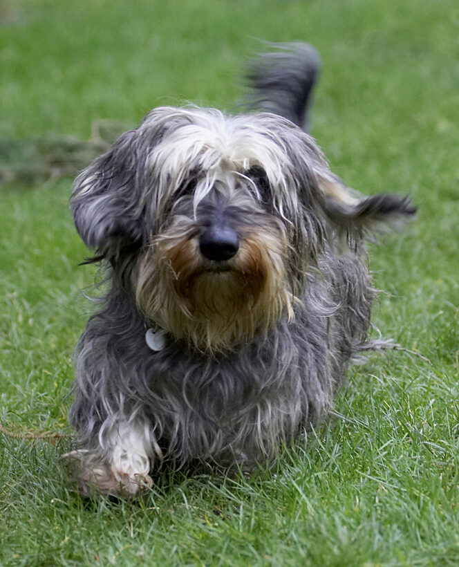 Animal, Animals, Canine, Canines, Daschund, Daschunds, Dog, Dogs, Dudley, Land Mammal, Land Mammals, Longhaired, Miniature, Play, Playing, Playtime, Run, Running, Terrestrial Mammal, Terrestrial Mammals