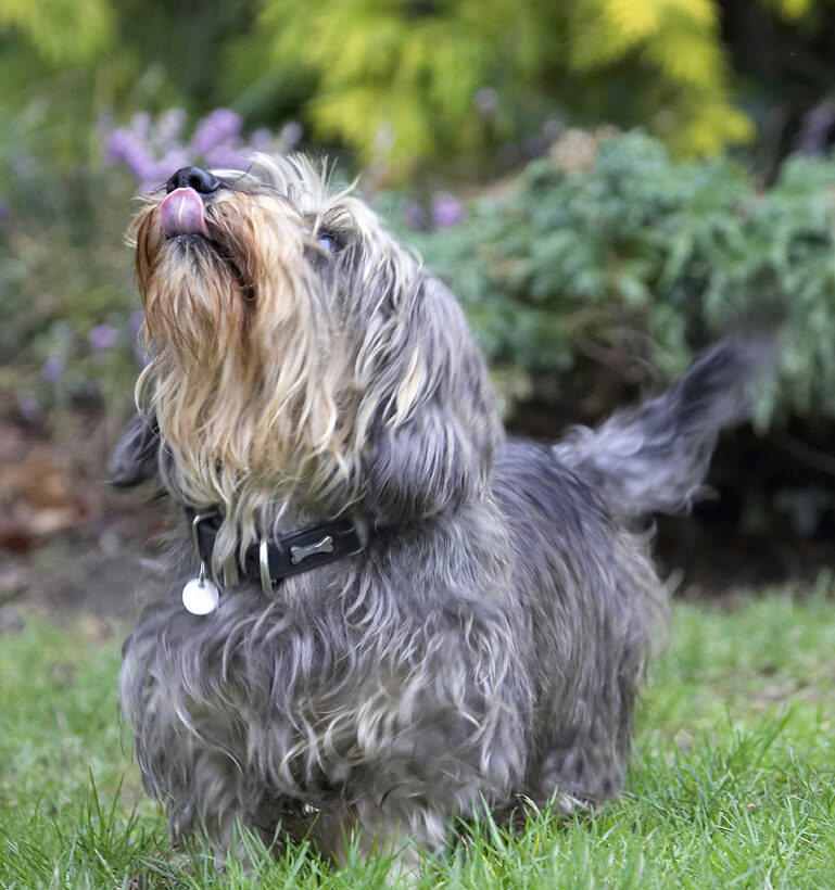 Animal, Animals, Canine, Canines, Daschund, Daschunds, Dog, Dogs, Dudley, Land Mammal, Land Mammals, Longhaired, Miniature, Play, Playing, Playtime, Terrestrial Mammal, Terrestrial Mammals, Tongue