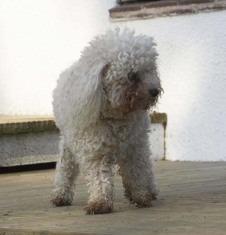 Animal, Animals, Bichon, Canine, Canines, Dog, Dogs, Frise, Land Mammal, Land Mammals, Morgan, Play, Playing, Playtime, Terrestrial Mammal, Terrestrial Mammals