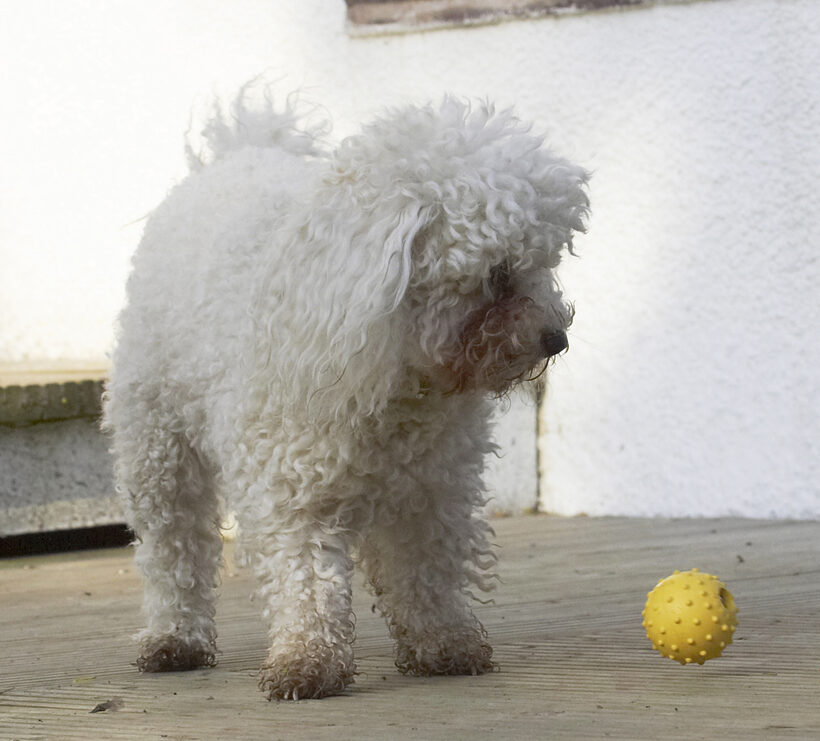 Animal, Animals, Ball, Bichon, Canine, Canines, Dog, Dogs, Frise, Land Mammal, Land Mammals, Morgan, Play, Playing, Playtime, Terrestrial Mammal, Terrestrial Mammals