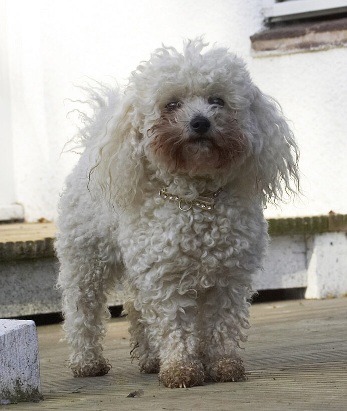 Animal, Animals, Bichon, Canine, Canines, Dog, Dogs, Frise, Land Mammal, Land Mammals, Morgan, Play, Playing, Playtime, Terrestrial Mammal, Terrestrial Mammals