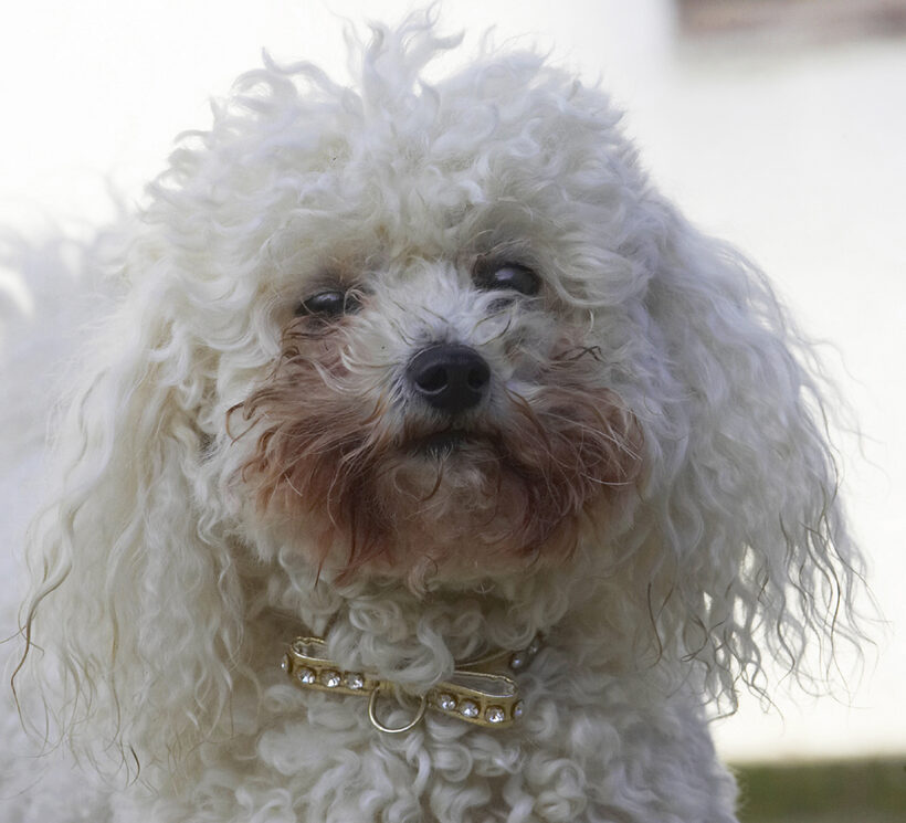 Animal, Animals, Bichon, Canine, Canines, Dog, Dogs, Frise, Land Mammal, Land Mammals, Morgan, Play, Playing, Playtime, Terrestrial Mammal, Terrestrial Mammals