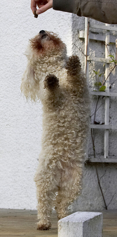 Animal, Animals, Bichon, Canine, Canines, Dance, Dancing, Dog, Dogs, Frise, Jump, Jumping, Land Mammal, Land Mammals, Leap, Leaping, Morgan, Play, Playing, Playtime, Terrestrial Mammal, Terrestrial Mammals