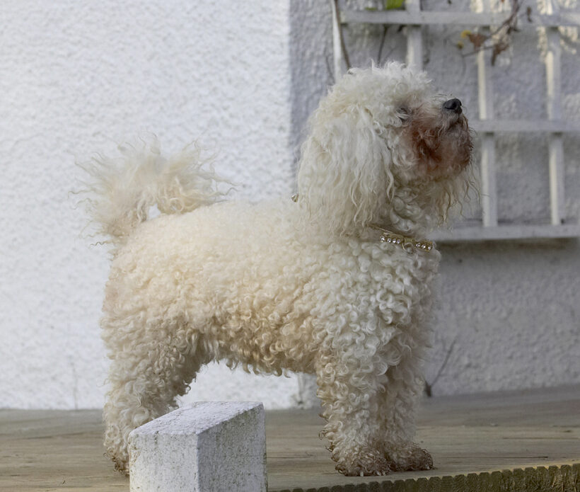 Animal, Animals, Bichon, Canine, Canines, Dog, Dogs, Frise, Land Mammal, Land Mammals, Morgan, Play, Playing, Playtime, Terrestrial Mammal, Terrestrial Mammals