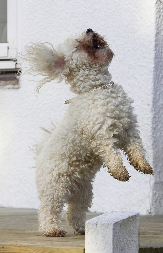 Animal, Animals, Bichon, Canine, Canines, Dog, Dogs, Frise, Jump, Jumping, Land Mammal, Land Mammals, Leap, Leaping, Morgan, Play, Playing, Playtime, Terrestrial Mammal, Terrestrial Mammals