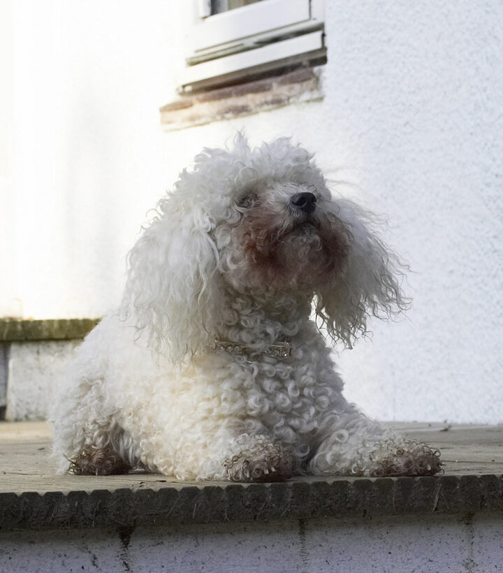 Animal, Animals, Bichon, Canine, Canines, Dog, Dogs, Frise, Land Mammal, Land Mammals, Morgan, Play, Playing, Playtime, Terrestrial Mammal, Terrestrial Mammals