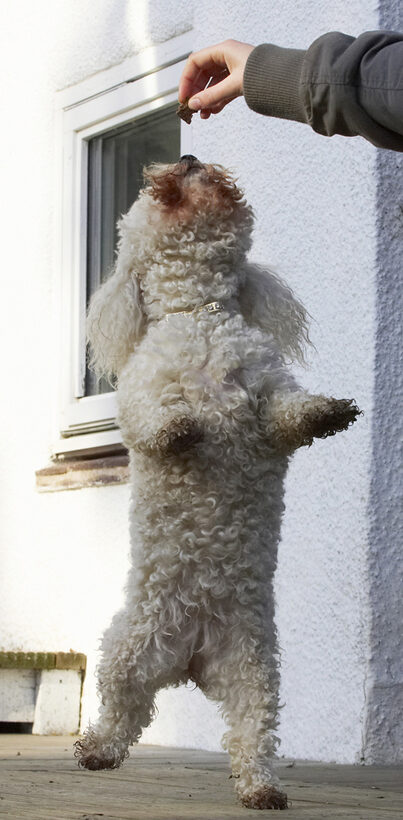 Animal, Animals, Bichon, Canine, Canines, Dance, Dancing, Dog, Dogs, Frise, Jump, Jumping, Land Mammal, Land Mammals, Leap, Leaping, Morgan, Play, Playing, Playtime, Terrestrial Mammal, Terrestrial Mammals