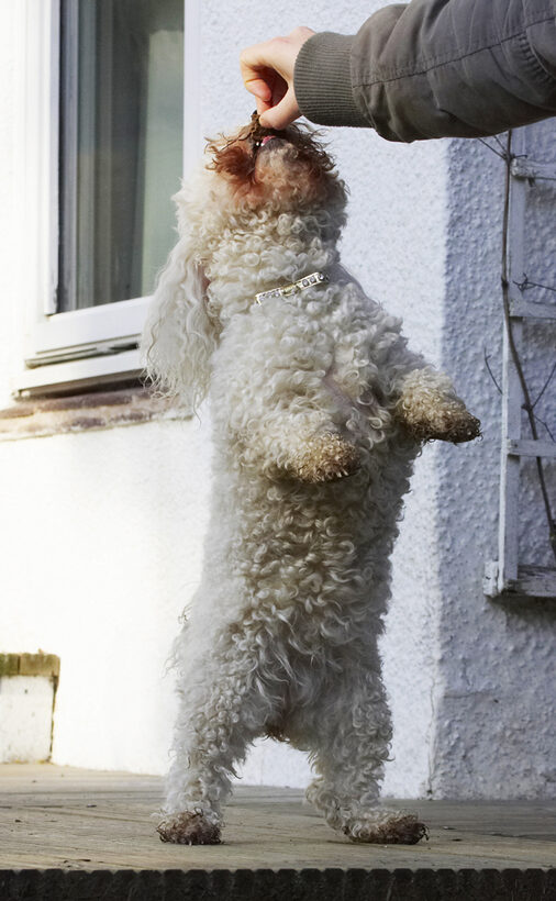Animal, Animals, Bichon, Canine, Canines, Dog, Dogs, Frise, Jump, Jumping, Land Mammal, Land Mammals, Leap, Leaping, Morgan, Play, Playing, Playtime, Terrestrial Mammal, Terrestrial Mammals