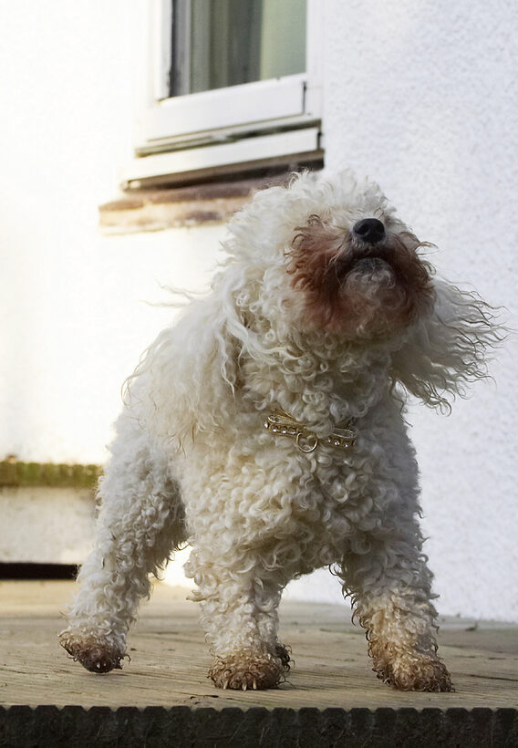 Animal, Animals, Bichon, Canine, Canines, Dog, Dogs, Frise, Land Mammal, Land Mammals, Morgan, Play, Playing, Playtime, Terrestrial Mammal, Terrestrial Mammals