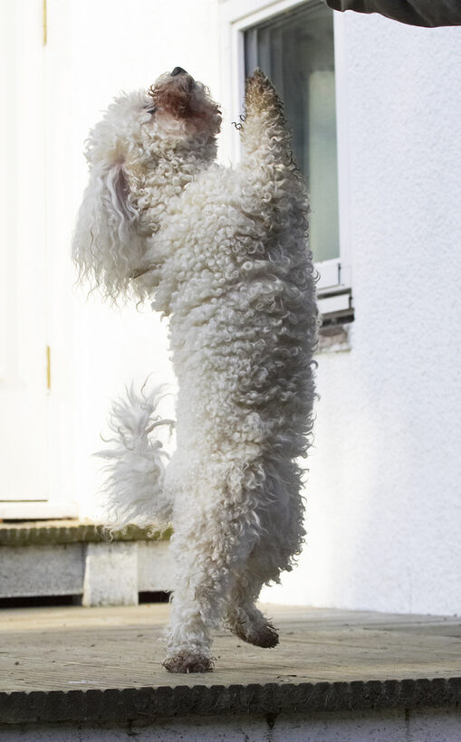 Animal, Animals, Bichon, Canine, Canines, Dance, Dancing, Dog, Dogs, Frise, Jump, Jumping, Land Mammal, Land Mammals, Leap, Leaping, Morgan, Play, Playing, Playtime, Terrestrial Mammal, Terrestrial Mammals