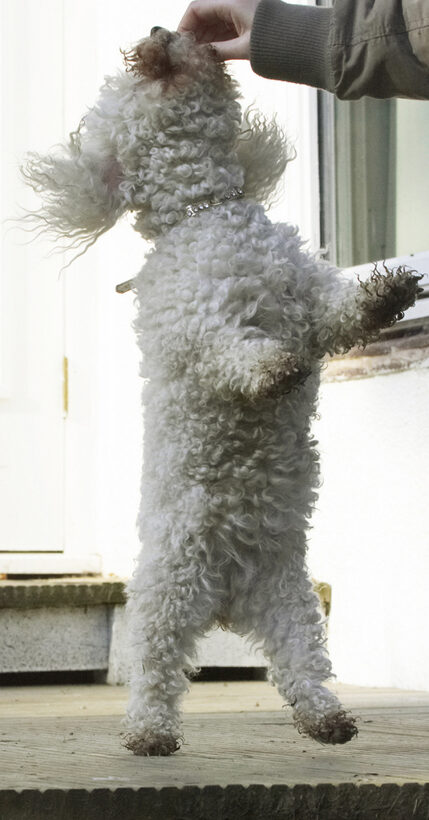 Animal, Animals, Bichon, Canine, Canines, Dance, Dancing, Dog, Dogs, Frise, Jump, Jumping, Land Mammal, Land Mammals, Leap, Leaping, Morgan, Play, Playing, Playtime, Terrestrial Mammal, Terrestrial Mammals