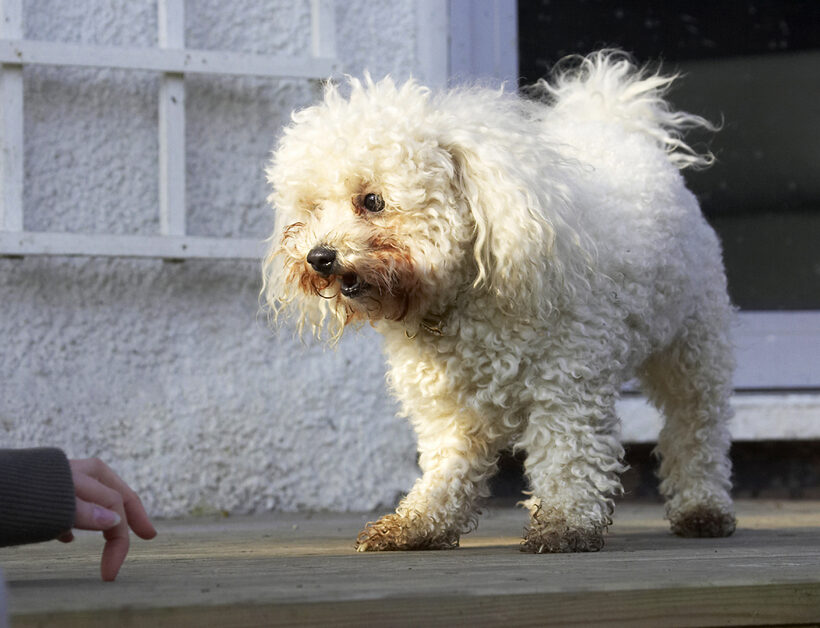 Animal, Animals, Bichon, Canine, Canines, Dog, Dogs, Frise, Land Mammal, Land Mammals, Morgan, Play, Playing, Playtime, Terrestrial Mammal, Terrestrial Mammals