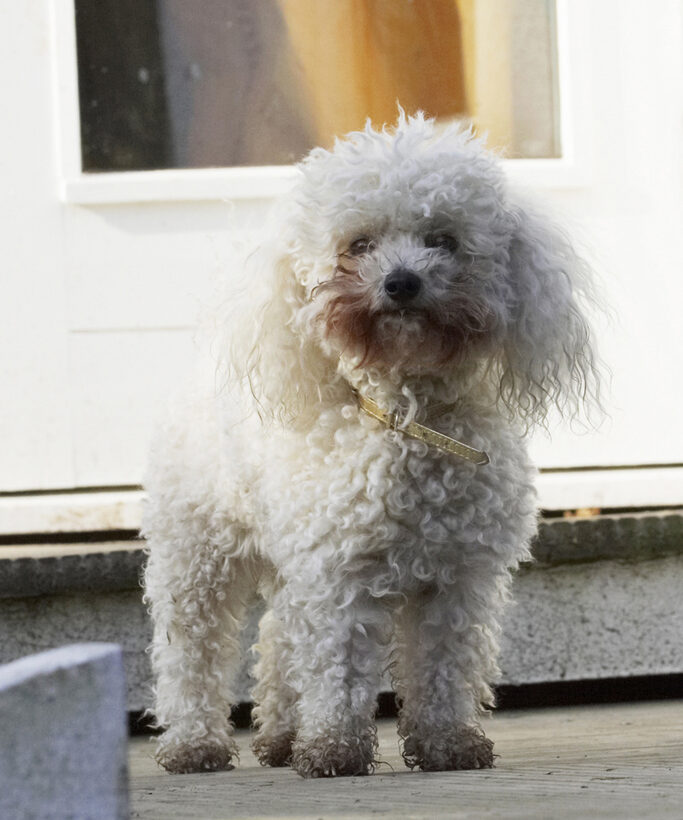 Animal, Animals, Bichon, Canine, Canines, Dog, Dogs, Frise, Land Mammal, Land Mammals, Morgan, Play, Playing, Playtime, Terrestrial Mammal, Terrestrial Mammals