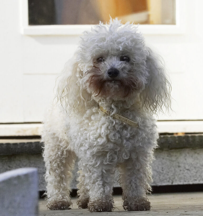 Animal, Animals, Bichon, Canine, Canines, Dog, Dogs, Frise, Land Mammal, Land Mammals, Morgan, Play, Playing, Playtime, Terrestrial Mammal, Terrestrial Mammals