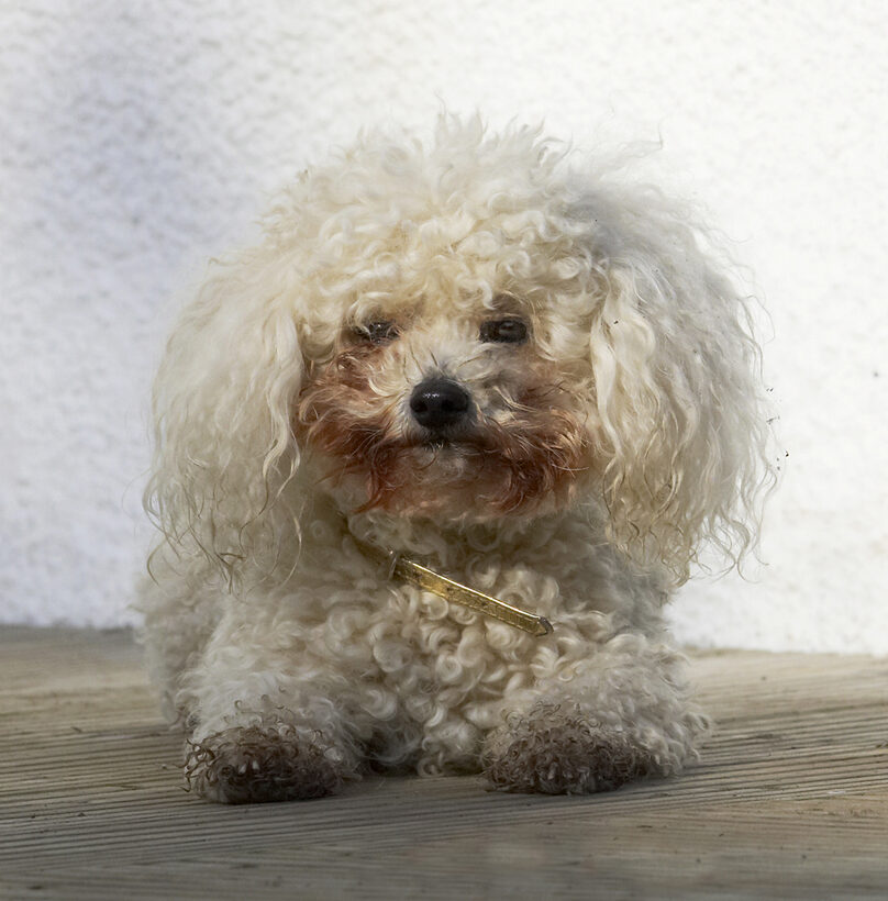 Animal, Animals, Bichon, Canine, Canines, Dog, Dogs, Frise, Land Mammal, Land Mammals, Morgan, Play, Playing, Playtime, Terrestrial Mammal, Terrestrial Mammals