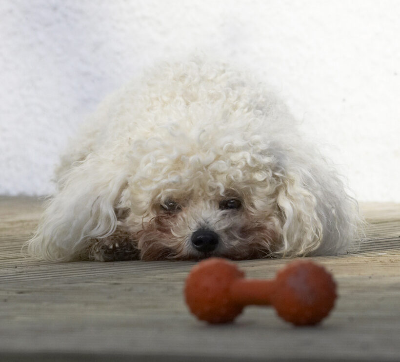 Animal, Animals, Bichon, Canine, Canines, Dog, Dogs, Frise, Land Mammal, Land Mammals, Morgan, Play, Playing, Playtime, Terrestrial Mammal, Terrestrial Mammals
