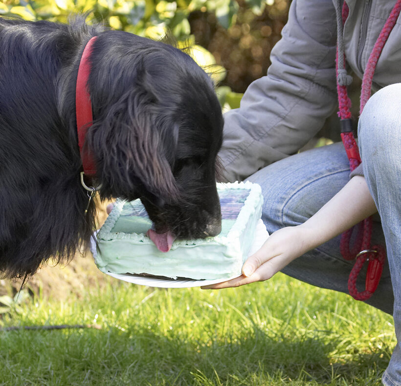 Animal, Animals, Birthday, Cake, Canine, Canines, Dog, Dogs, Flatcoated, Land Mammal, Land Mammals, Loki, Play, Playing, Playtime, Retriever, Terrestrial Mammal, Terrestrial Mammals, Tongue