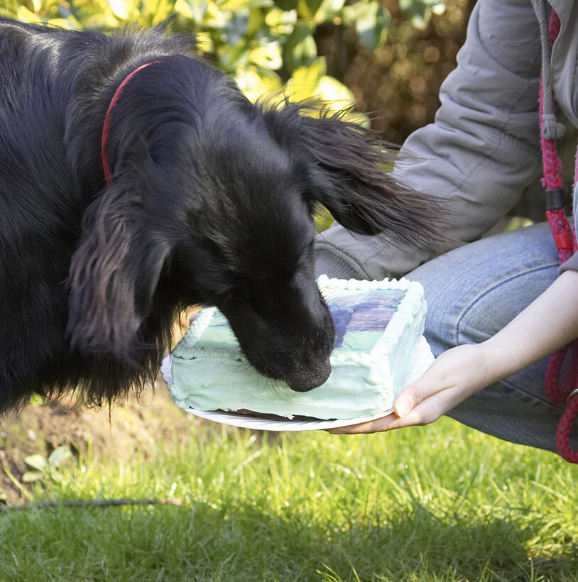 Animal, Animals, Birthday, Cake, Canine, Canines, Dog, Dogs, Flatcoated, Land Mammal, Land Mammals, Loki, Play, Playing, Playtime, Retriever, Terrestrial Mammal, Terrestrial Mammals