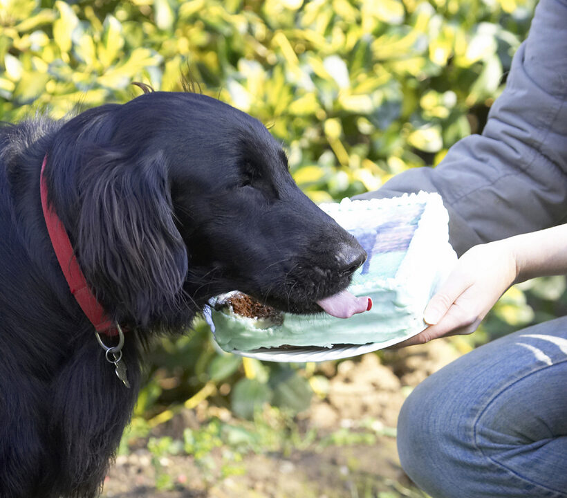 Animal, Animals, Birthday, Cake, Canine, Canines, Dog, Dogs, Flatcoated, Land Mammal, Land Mammals, Loki, Play, Playing, Playtime, Retriever, Terrestrial Mammal, Terrestrial Mammals, Tongue