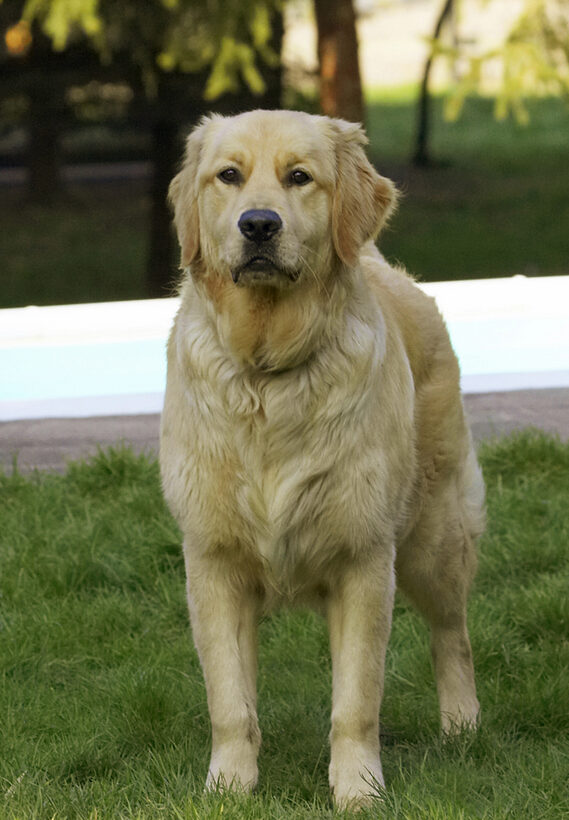 Animal, Animals, Best, Canine, Canines, Dog, Dogs, Duke, Friends, Golden Retriever, Land Mammal, Land Mammals, Play, Playing, Playtime, Terrestrial Mammal, Terrestrial Mammals