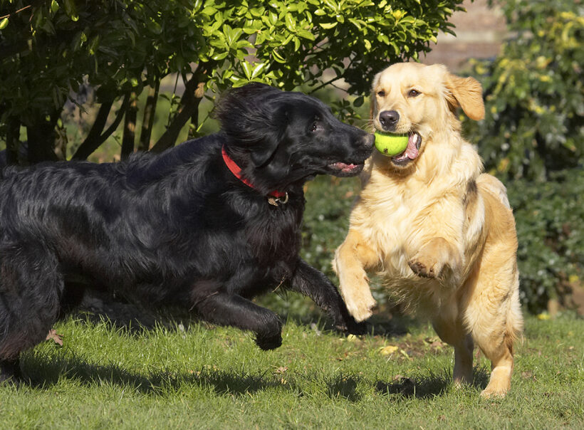 Animal, Animals, Best, Canine, Canines, Dog, Dogs, Duke, Flatcoated, Friends, Golden Retriever, Land Mammal, Land Mammals, Loki, Play, Playing, Playtime, Retriever, Terrestrial Mammal, Terrestrial Mammals