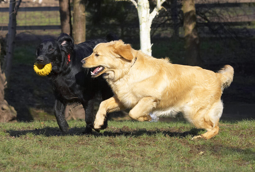Animal, Animals, Best, Canine, Canines, Dog, Dogs, Duke, Flatcoated, Friends, Golden Retriever, Land Mammal, Land Mammals, Loki, Play, Playing, Playtime, Retriever, Terrestrial Mammal, Terrestrial Mammals