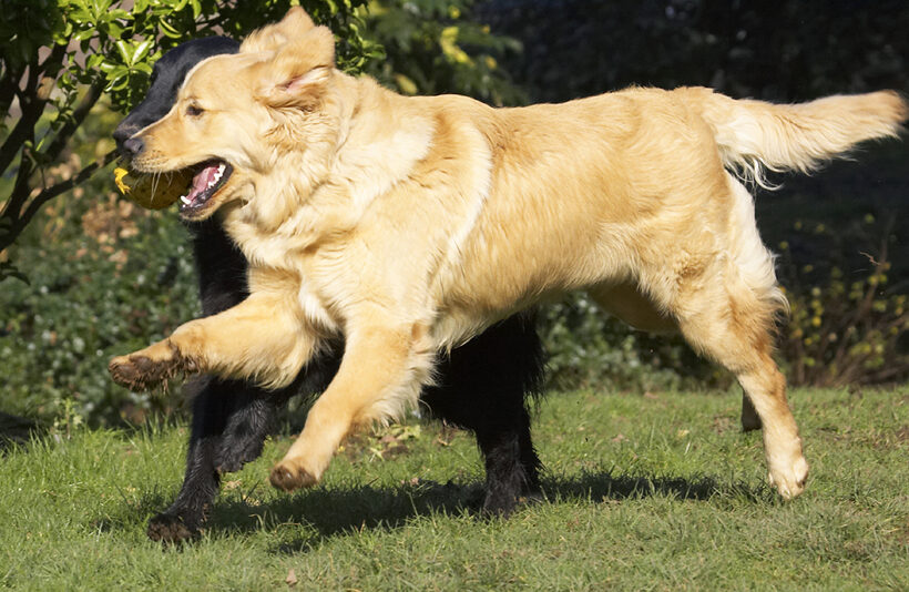 Animal, Animals, Best, Canine, Canines, Dog, Dogs, Duke, Flatcoated, Friends, Golden Retriever, Land Mammal, Land Mammals, Loki, Play, Playing, Playtime, Retriever, Terrestrial Mammal, Terrestrial Mammals