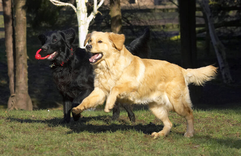 Animal, Animals, Best, Canine, Canines, Dog, Dogs, Duke, Flatcoated, Friends, Golden Retriever, Land Mammal, Land Mammals, Loki, Play, Playing, Playtime, Retriever, Terrestrial Mammal, Terrestrial Mammals