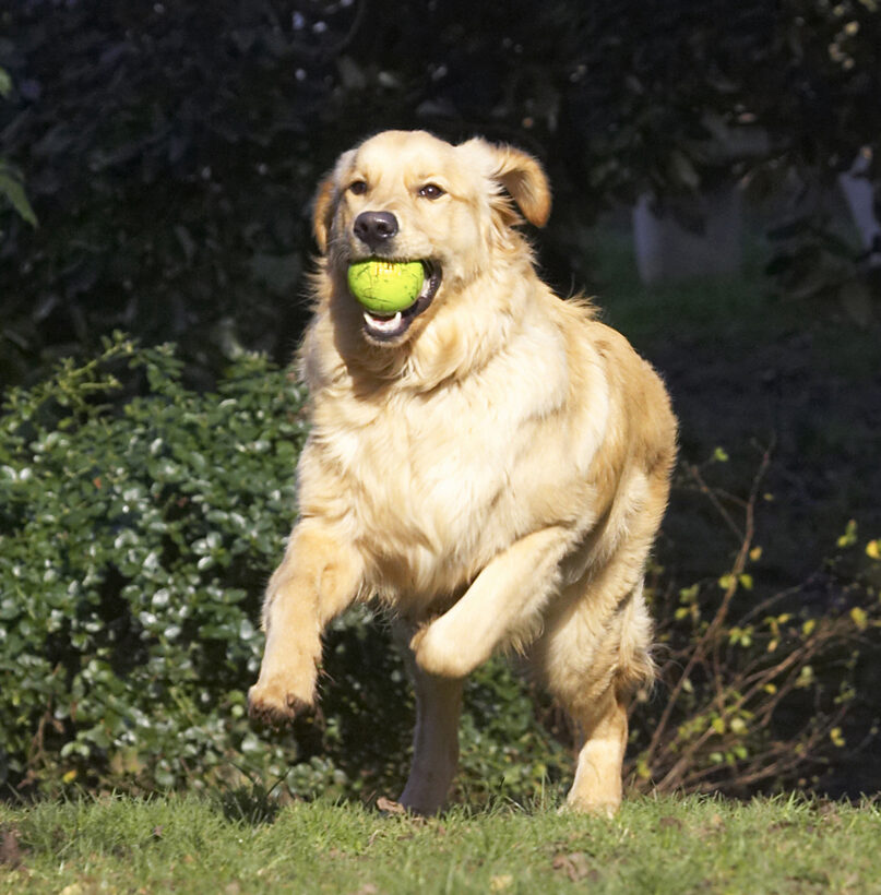 Animal, Animals, Ball, Best, Canine, Canines, Dog, Dogs, Duke, Friends, Golden Retriever, Land Mammal, Land Mammals, Play, Playing, Playtime, Terrestrial Mammal, Terrestrial Mammals