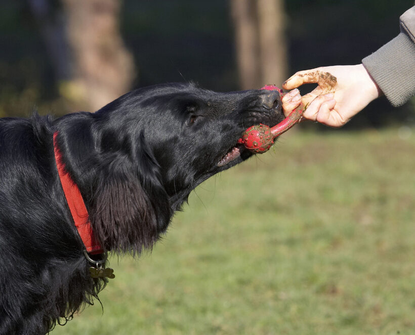 Animal, Animals, Canine, Canines, Dog, Dogs, Flatcoated, Land Mammal, Land Mammals, Loki, Play, Playing, Playtime, Retriever, Terrestrial Mammal, Terrestrial Mammals, Tug-o-war