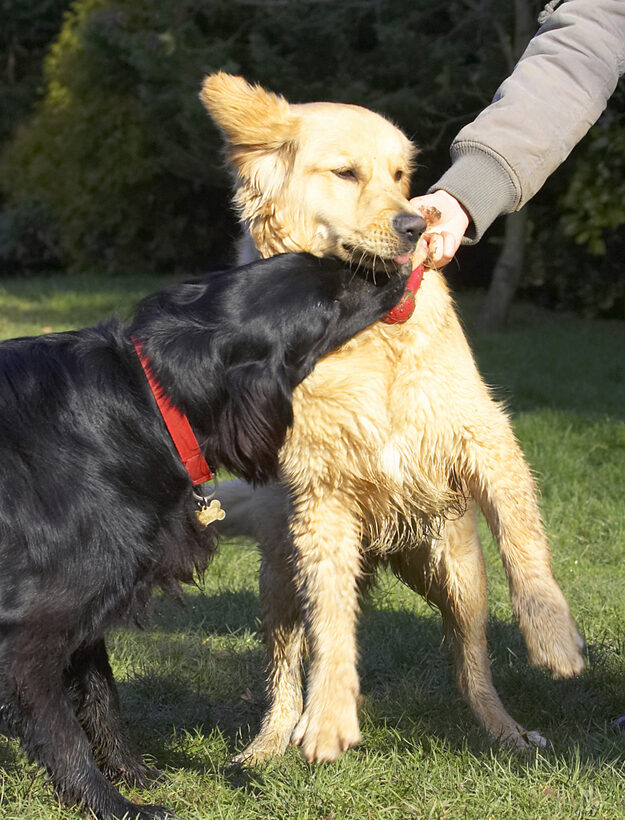Animal, Animals, Best, Canine, Canines, Dog, Dogs, Duke, Flatcoated, Friends, Golden Retriever, Land Mammal, Land Mammals, Loki, Play, Playing, Playtime, Retriever, Terrestrial Mammal, Terrestrial Mammals, Tug-o-war