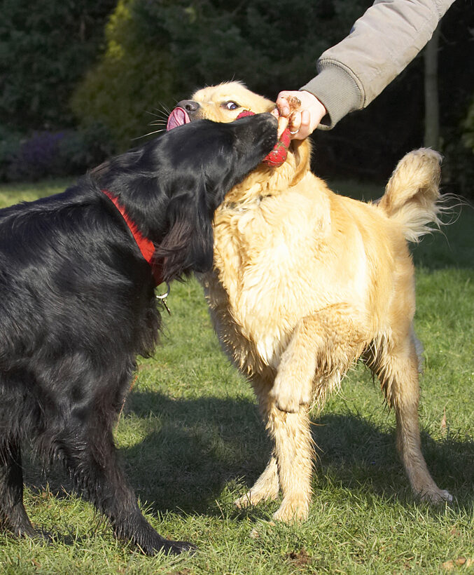 Animal, Animals, Best, Canine, Canines, Dog, Dogs, Duke, Flatcoated, Friends, Golden Retriever, Land Mammal, Land Mammals, Loki, Play, Playing, Playtime, Retriever, Terrestrial Mammal, Terrestrial Mammals, Tongue, Tug-o-war