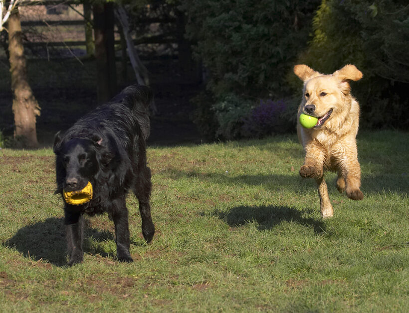 Animal, Animals, Ball, Best, Canine, Canines, Dog, Dogs, Duke, Flatcoated, Friends, Golden Retriever, Land Mammal, Land Mammals, Loki, Play, Playing, Playtime, Retriever, Run, Running, Terrestrial Mammal, Terrestrial Mammals
